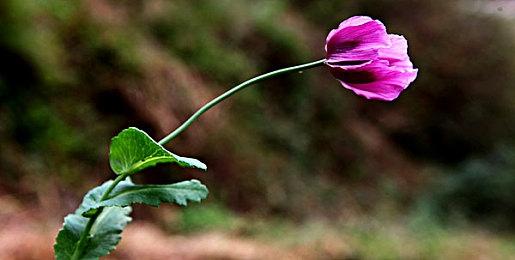 《星刃》更新前后对比图 胸部有晃动和聚拢效果了